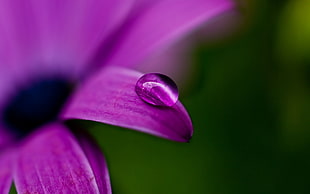 macro photography of water dew on purple blue-eyed Daisy HD wallpaper