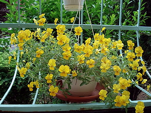 potted yellow flower