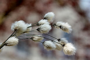 white cotton flower closeup photography
