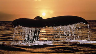 whale tail during golden hour HD wallpaper