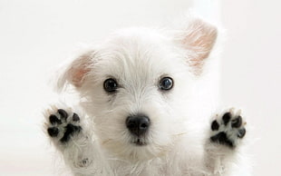 white puppy, dog, animals, white, puppies HD wallpaper