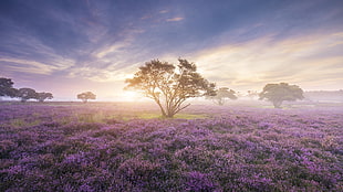 bed of purple petaled flowers, landscape, sunrise, mist, flowers HD wallpaper
