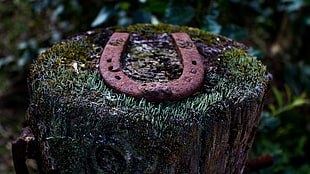 brown horse shoe, tree stump, lichen, wood, macro HD wallpaper
