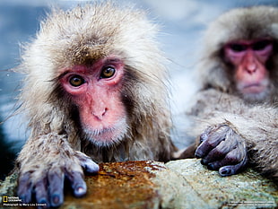 brown and red snow monkey, National Geographic, macaques, animals, monkey HD wallpaper