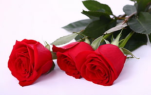close up photo of red roses