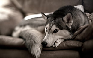 selective focus photography of white and gray Siberian Husky