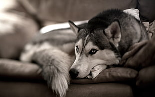 selective focus photography of white and gray Siberian Husky HD wallpaper