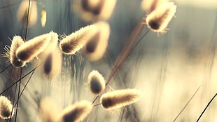 macro photography of brown and black flowers during sunset