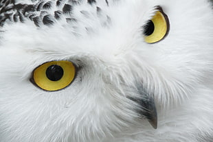 white and black owl with yellow eyes HD wallpaper