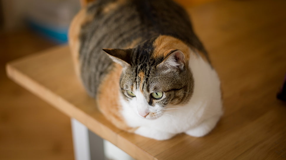 Cat,  Striped,  Spotted,  Lying HD wallpaper