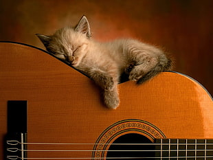 silver Tabby kitten sleeping on guitar body