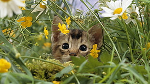 brown and black kitten surrounded of white and yellow petaled flowers