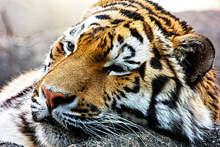 brown and black tiger, tiger, animals HD wallpaper