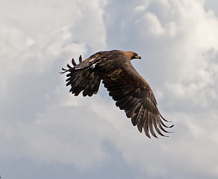 brown hawk, golden eagle
