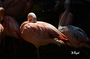 flock of flamingo birds close-up photo