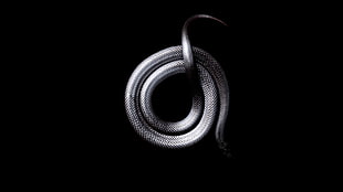 black snake, snake, white, black HD wallpaper