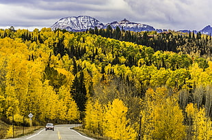 green and yellow leaf plants near road with mountain background during daytime