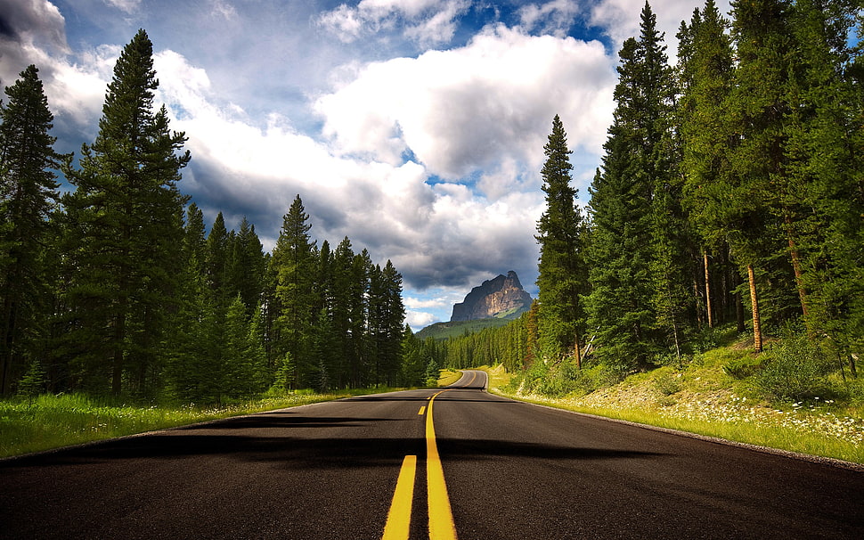 green leafed trees and road, trees, road HD wallpaper