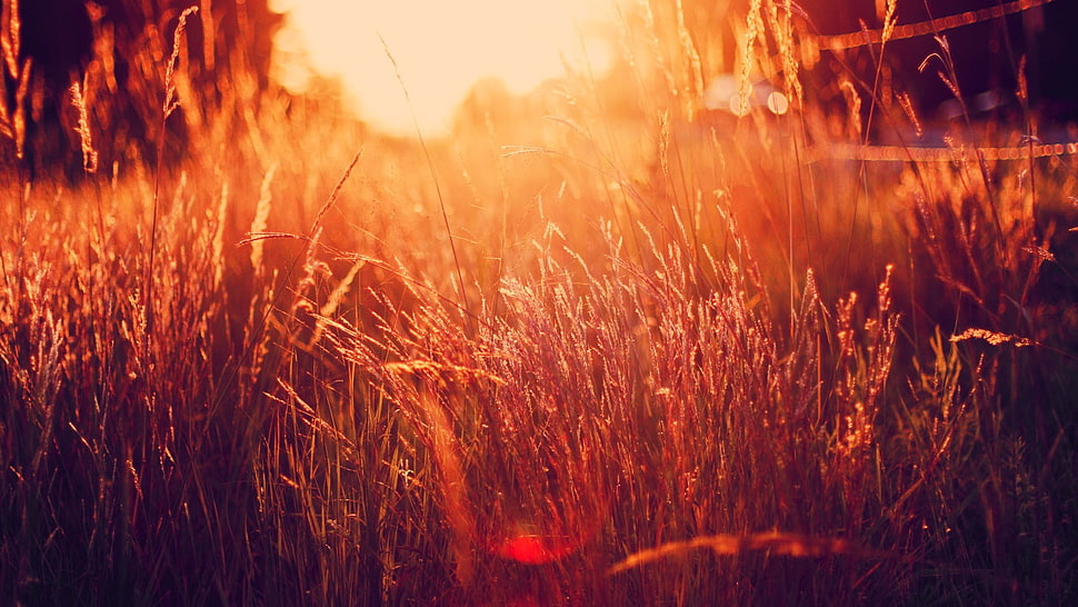 grass field, nature, sunlight, grass, filter HD wallpaper