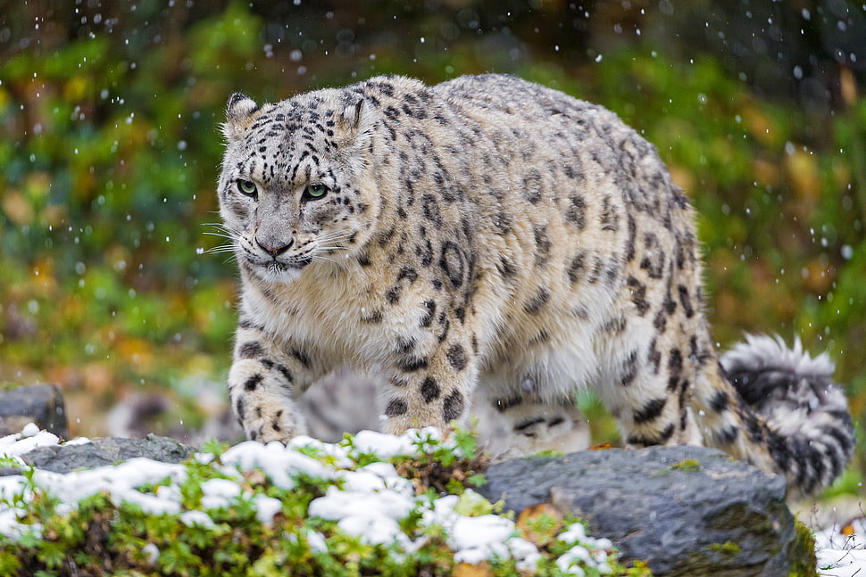 bobcat during daytime HD wallpaper