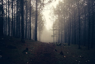 brown trees, Trees, Fog, Forest