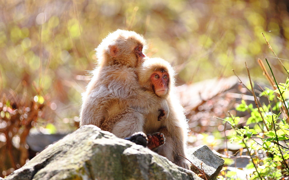 two brown monkeys photo HD wallpaper