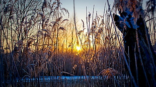 low angle photography of brown field