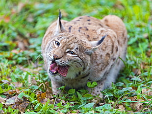 Lynx Cat lying on green grass during daytime in close-up photography