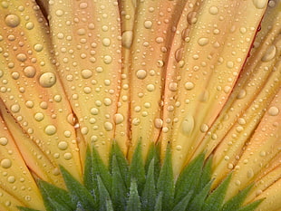 macro shot photography of water dews on yellow and green flower