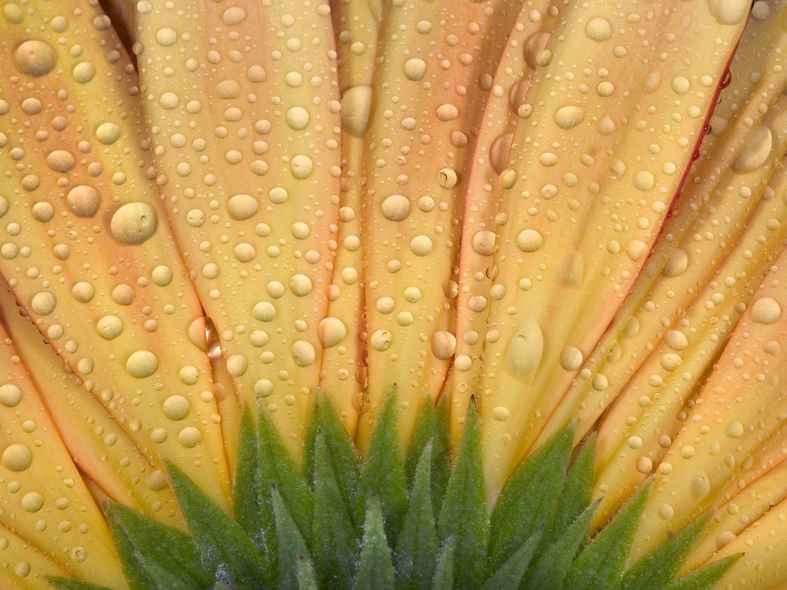 macro shot photography of water dews on yellow and green flower
