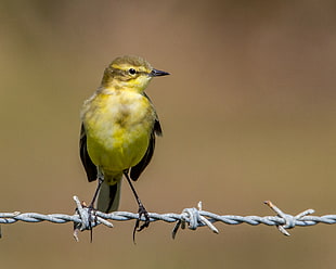close up photo of yellow and black bird, yellow wagtail