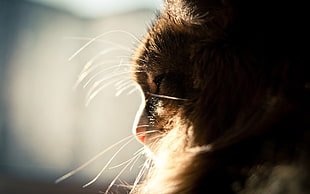closeup photo of cat