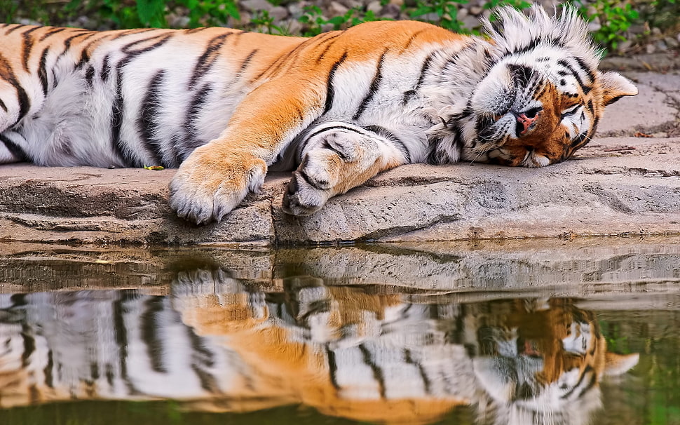 Tiger lies beside a water showing its reflection at daytime HD wallpaper