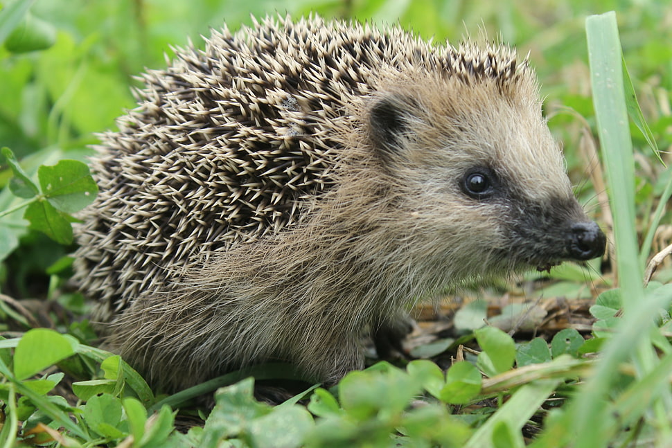 brown Hedgehog on ground HD wallpaper