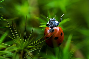 Seven-Spotted Ladybird perched on green flower in macro photography during daytime