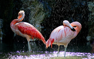 two Lesser's Flamingos