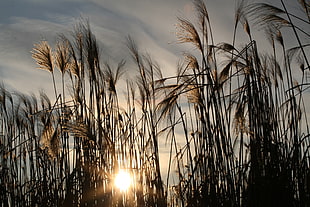 grass plants shown at golden hour