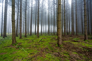 photo of forest filled with tall trees