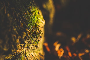 green wood trunk, macro, depth of field, leaves, moss