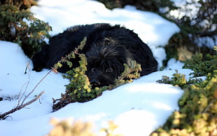 long-coated black dog on snow during daytime