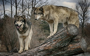 two brown and black wolves, wolf, animals HD wallpaper