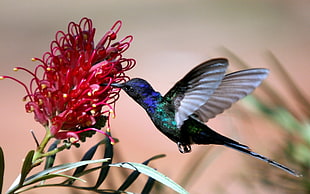 blue hummingbird photo HD wallpaper