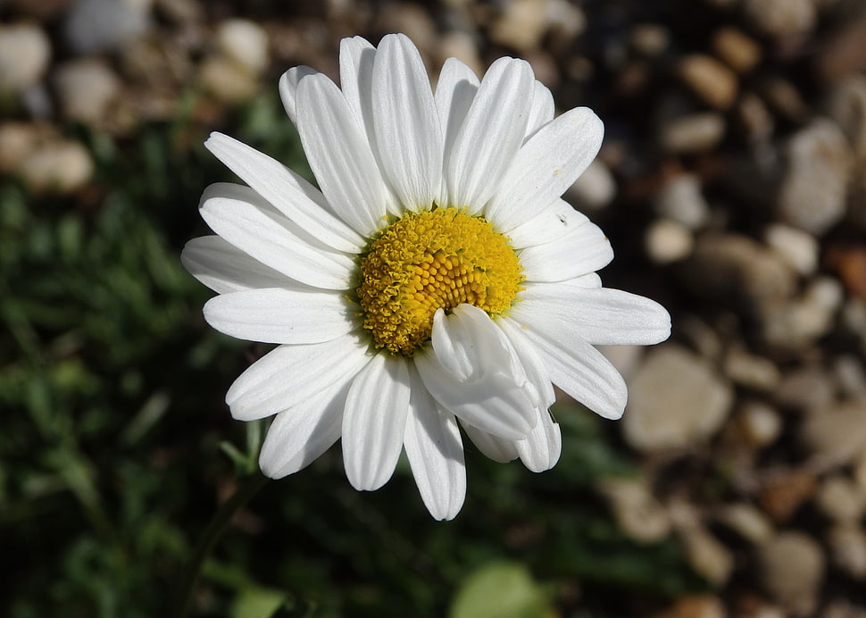 selective focus photography of white daisy HD wallpaper