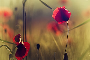 selective focus photo of red Poppy flower HD wallpaper