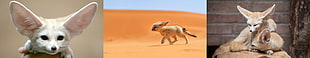 white animal collage