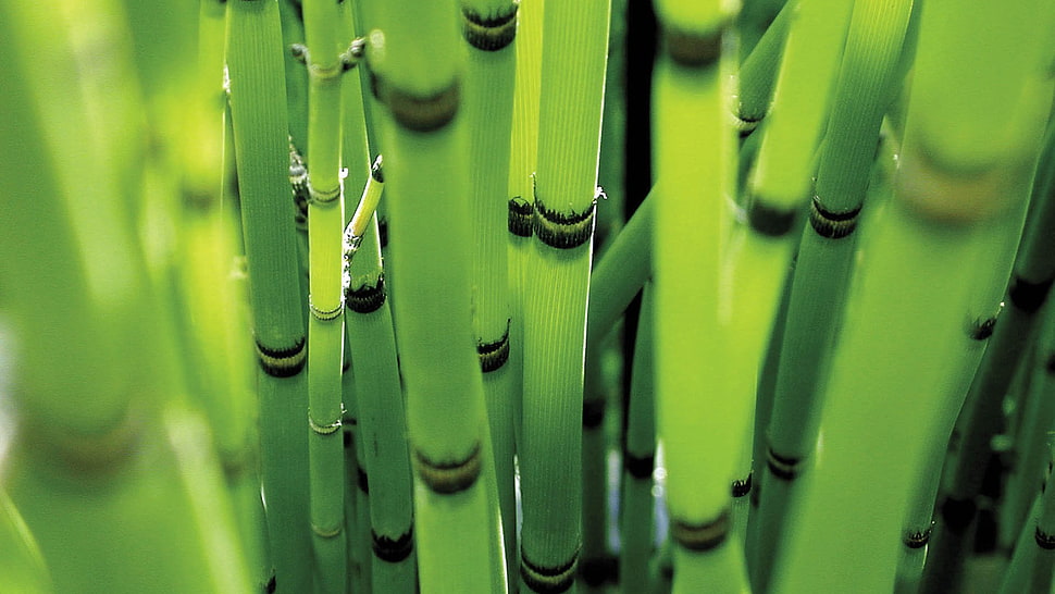 bamboo plants, nature, reeds, green, depth of field HD wallpaper