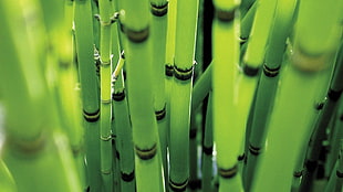 bamboo plants, nature, reeds, green, depth of field