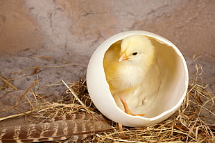 yellow chick on top of brown nest HD wallpaper