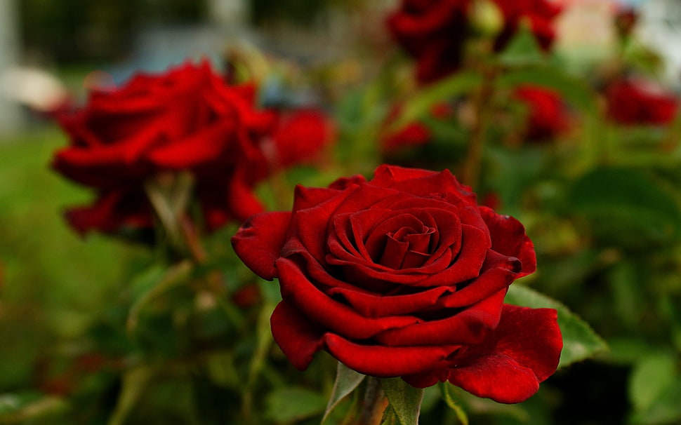red and yellow petaled flower, flowers, rose, depth of field, nature HD wallpaper