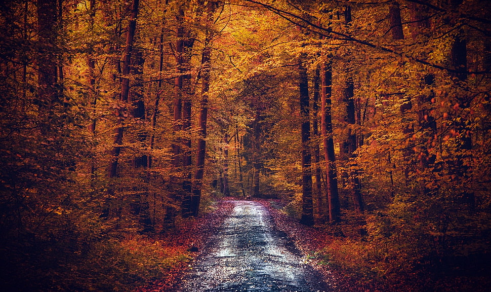 pathway between orange trees HD wallpaper